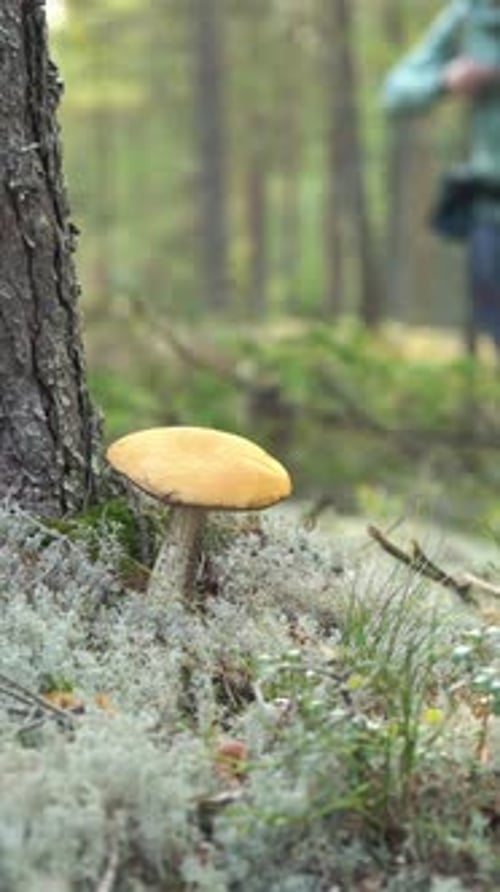 Male Hiker Walking on Trial in National Park