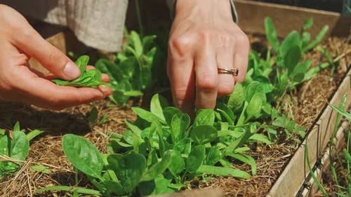 Harvesting Fresh Spinach in a Home Garden for a Delicious and Healthy Eating Experience
