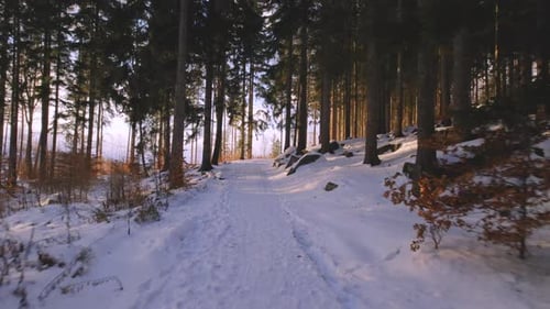 Walk in Winter Forest