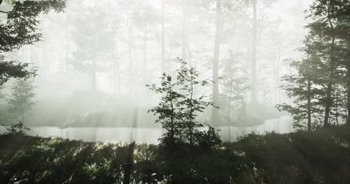 Mystical Forest Landscape with Soft Sunlight Filtering Through Misty Trees