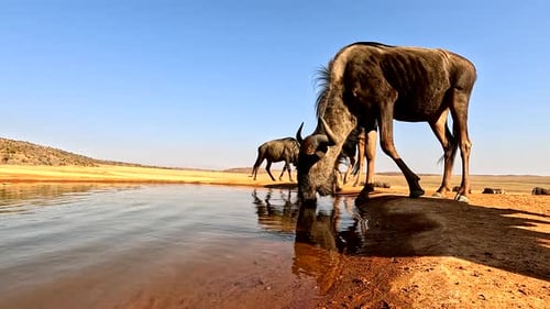 Extreme close-up POV of blue wildebeest drinking at game reserve waterhole