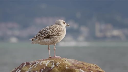 Animal Bird Seagull Standing On A Fishing Boat 2