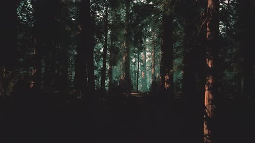 Mysterious Forest Walk Through Light Rays