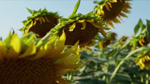 Agriculture Yellow Sunflower Plant In Farm Field In Sunlight 52