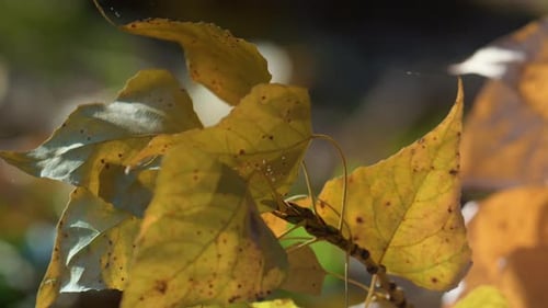Dry Yellow Leaves Growing Birch Tree Sunny Day Close Up. Beautiful Autumn