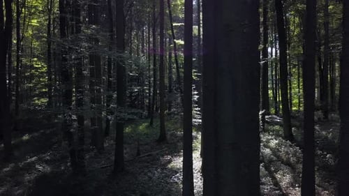 Aerial View of Forest Trees Woodland Landscape Scenery