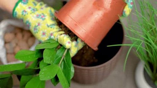 Person Repotting House Plant Indoors