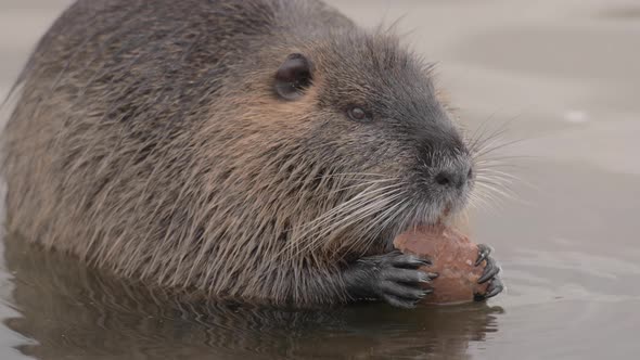 Nutria Coypu Rat eating bread on Vltava River, Prague Czechia , Nature ...