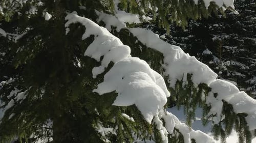 A shot of green spruce branches covered with fresh snow on a sunny day.