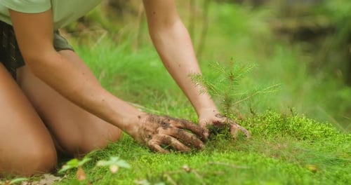 A person planting a small tree in the mossy ground of a summer forest in Germany on Earth Day.