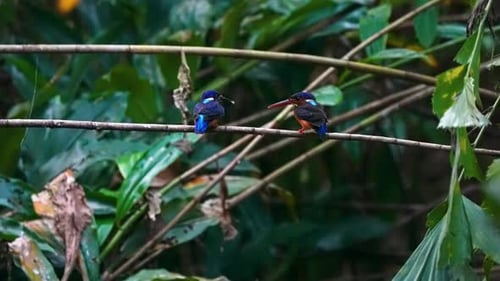 Blue-eared Kingfisher Birds Perching On Twigs - Close Up