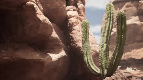 3D Animation of desert with cactus