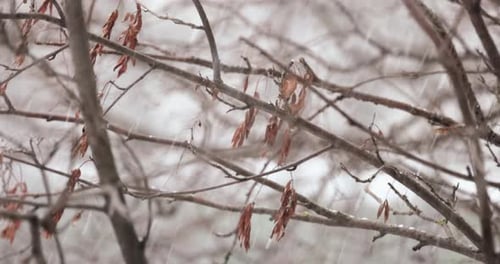 Tree branches on the background of snowfall. Flakes of snow falling down winter landscape.