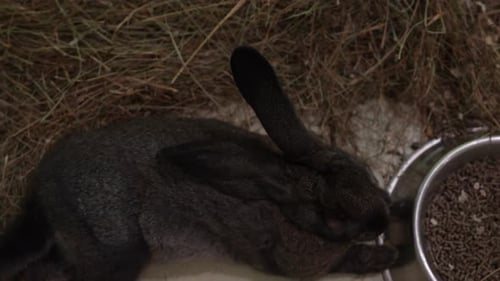 Darkcolored Rabbits on the Farm