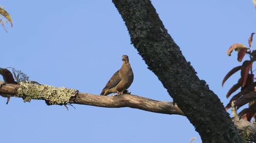 A mourning dove preening and looking around on a large branch. Medium close. 25 sec/24 fps. 40%. Cli