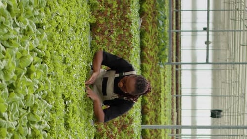 Landarbeiter baut Bio-Salat an und sucht nach Schädlingen in hydroponischer Umgebung