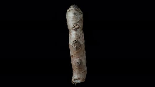 Ginger Root Rotating Against Black Background