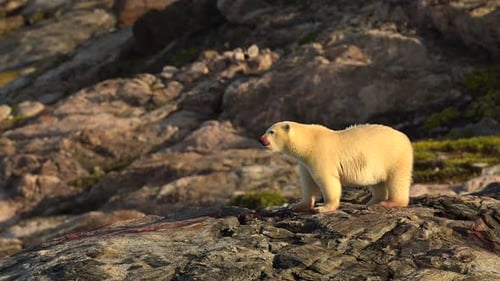 Ours polaire mangeant un animal inconnu dans l'environnement rocheux du front de mer du Groenland