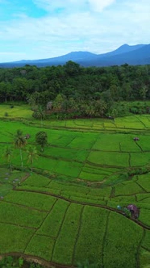 Beautiful morning view in Indonesia, panoramic landscape of rice fields with mountain ranges
