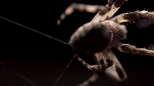 A close up of a large orb weaver spider building a cobweb by pulling web from its spinnerets in the