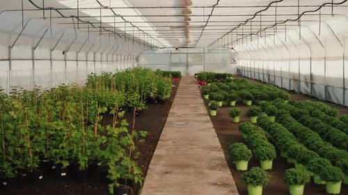 Greenhouse Interior with Rows of Plants in Pots
