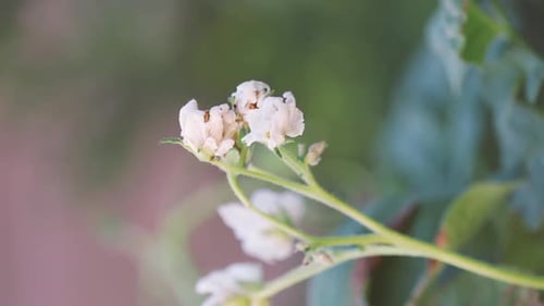 Closeup white wilting petaled flower in the garden.