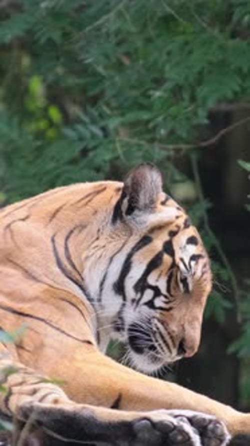 A Big Tiger Rests on a Sunny Day Bengal Tiger Lies Among Green Bushes Vertical Video
