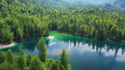 Green Water in Mountain Forest Lake with Pine Trees