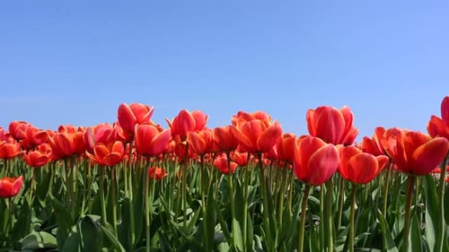 Tulip (Tulipa) fields in Holland, close-up dollyshot right to left, low angle between red tulips, Ne