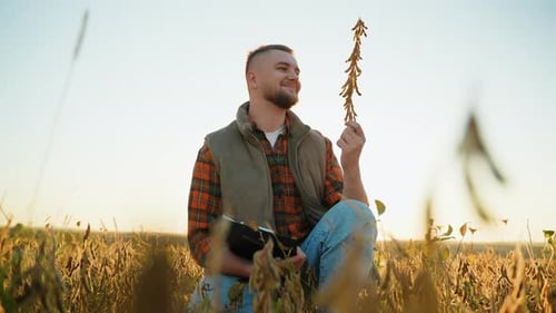 Agronomist Inspecting Soybean Crop at Golden Hour