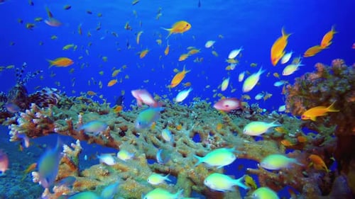 Colourful Fish Lion-fish