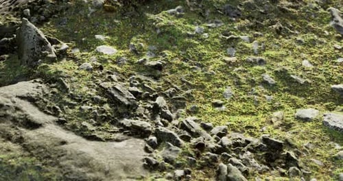 Close Up View of Rocky Terrain with Moss and Greenery in a Natural Setting