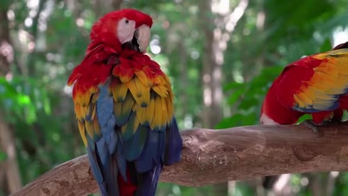Scarlet Macaw Parrots Perched on Branch