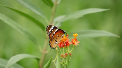 A butterfly rests on a flower