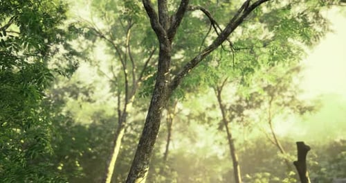 Morning Sunlight Filters Through Dense Tree Canopy in Serene Forest