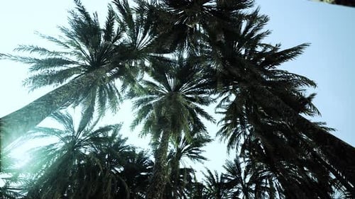 Underside of the Coconuts Tree with Clear Sky and Shiny Sun