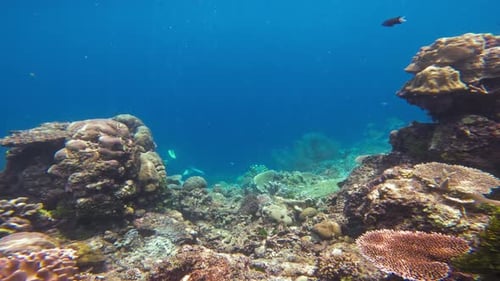 Scuba Diver Exploring Tropical Coral Reef