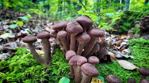 Pack of mushrooms grow on forest moss in an Romanian forest