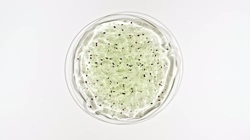 Productos ecológicos sobre fondo blanco con aloe vera verde