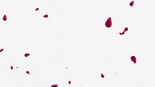 Romantic Red Rose Petals Falling Transition