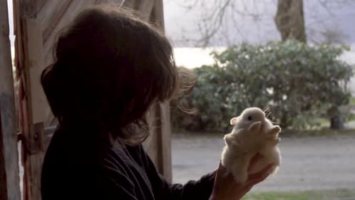 Person Holds White Rabbit Inside Barn