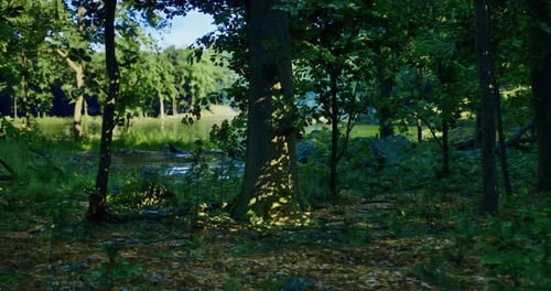 Vibrant Forest Landscape with Sunlight Filtering Through the Trees at Midday