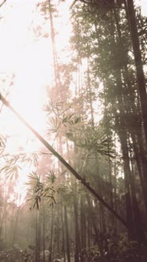 Sun Shining Through Bamboo Forest Vertical