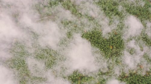 Clouds Moving Above Autumn Pine Forest