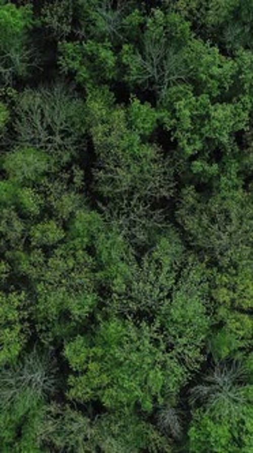Vertical Forest Tops Background Green Trees Crowns