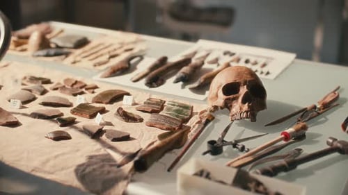 Close Up of Table with Archaeological Artifacts, Tools and Skull in Laboratory