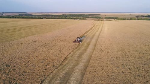 Aerial of Combine Working in the Field Harvesting Crops Gathering Season