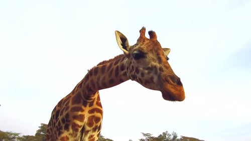 Giraffe kaut in der afrikanischen Savanne