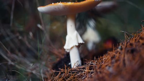 A close-up shot of the fly agaric mushroom on the forest floor. Decaying leaves and old pine needles