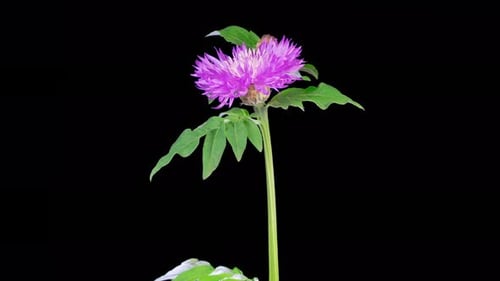 Time Lapse of a Purple Flower Blooming